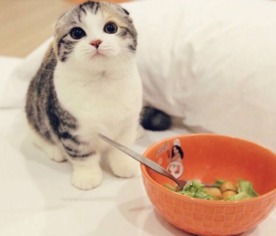 为什么猫挑食用手喂才吃？
