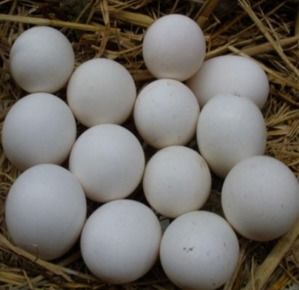 鸭蛋里的蛋清是绿色的能吃吗 