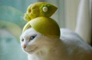 别再给猫带柚子皮了,那只是你觉得可爱 