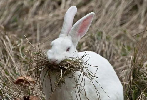 兔子不吃窝边草 什么意思,其实还有下一句,可惜十人九不知