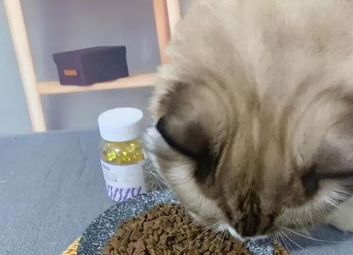 为什么猫咪不吃鱼油