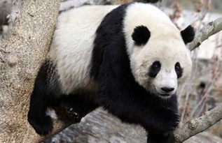 熊猫的特点是什么,身体特征。