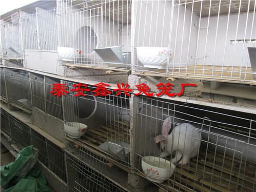 天津大型的子母水泥兔笼