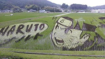 日本宅男用稻田绘制巨幅 鸣人图画 网友 阿宅动手能力真强 