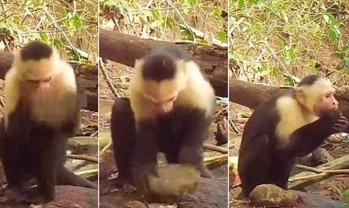 巴拿马热带雨林中的猴子会使用武器了,它们会进化成新人类吗