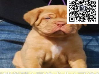 图 纯种双血统比特犬出售 大头版大骨架 北京宠物狗 
