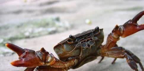 世界上第一只螃蟹是怎样出现的