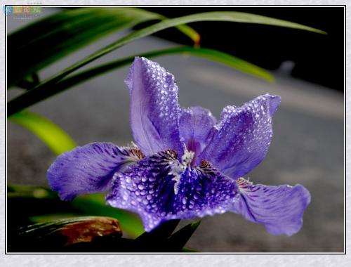 紫色鸢尾花花语和传说,神秘紫色的诱惑：鸢尾花的花语与传说