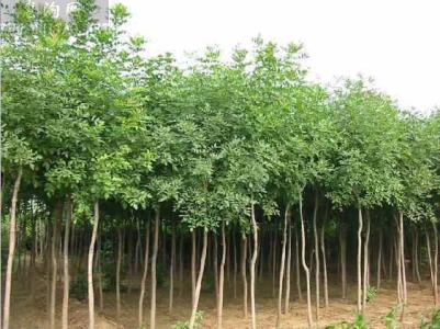 十公分国槐树,徐州地区的国槐树直径十公分需要长多少年？