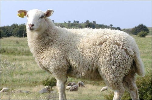 这两个年份的生肖羊,福气都集中在后半生,越老越有福