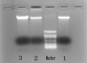 跑胶的maker是什么,序言:跑橡胶艺术的兴起。