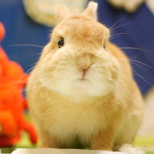 一只表情丰富的吐舌头兔兔