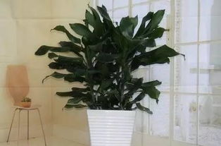 最适合在客厅摆放的10种大型植物,不仅美观而且好养