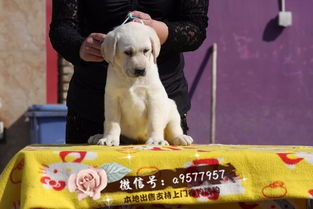 沈阳拉布拉多狗市场沈阳拉布拉多幼犬出售 沈阳拉布拉多养殖基地