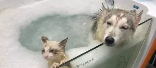 朋友把猫丢过来寄养,女子把猫和二哈放一块洗澡,这俩表情神同步