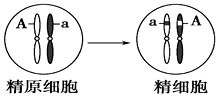 将抗虫基因导入玉米的体细胞中.培育成抗虫玉米新品种.该育种方法属于 A.单倍体育种 B.转基因育种 C.杂交育种 D.多倍体育种 题目和参考答案 青夏教育精英家教网 