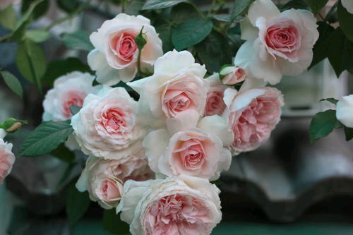 玫瑰花的外形,玫瑰花的外形特点描写