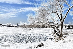 雪景祝新年 摄影交流论坛 