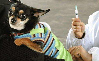 狗什么时候打疫苗