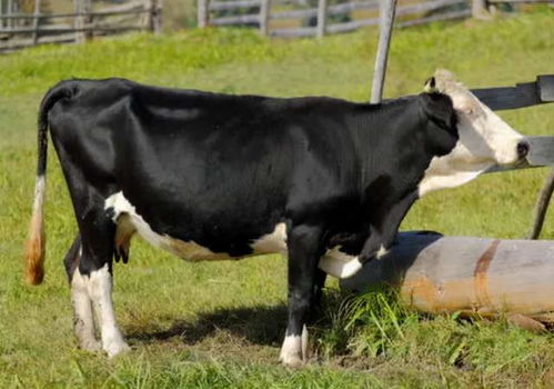 牛怀孕几个月生产 牛流产的原因是什么 养牛人快来学习