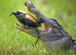 南美短吻鳄捕食乌龟鱼捣碎 15分钟难下咽 