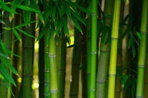野竹在人们生活中发挥着怎样的作用,野竹在生活中的作用