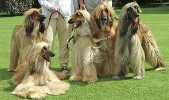 今天筛选了一组阿富汗猎犬精美照片,想不想养一只这么飘逸帅气的狗狗呀 