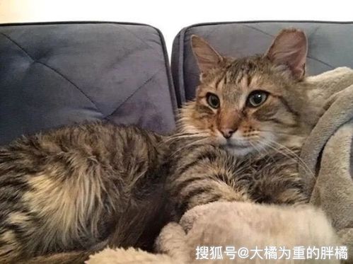 野猫 爱上 人类,走时犹豫不决,女子的呼唤让它决定做宠物猫