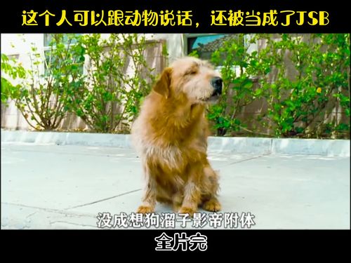 这个男人可以跟动物说话 