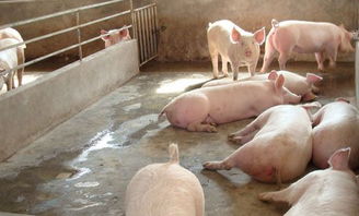 怎样处理淘汰猪能多赚钱