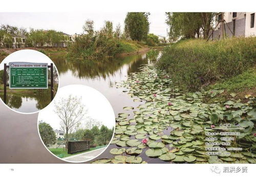 泗洪34面生态池塘获得市级命名 在你家旁边吗