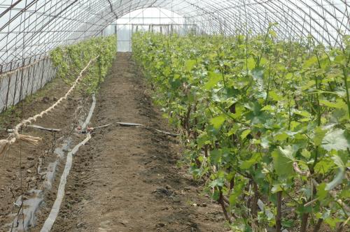 大棚葡萄种植技术与管理,大棚葡萄什么时候冬剪好