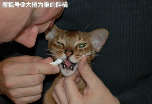 为何要给猫咪刷牙 看完这3点,铲屎官就知道该如何给猫咪刷牙了
