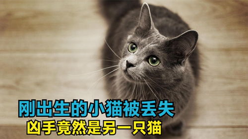 刚出生的小猫凭空消失,通过监控发现,嫌疑人竟然是另一只猫 