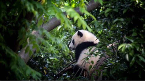 全世界的熊猫都是从中国租的,一年租金多少钱