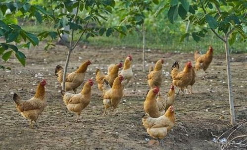 中国上市的养殖企业都有哪些，要养鸡的。