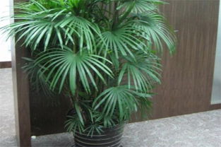 室内适合养的18种植物,这些植物养在家里不愁空气不好 