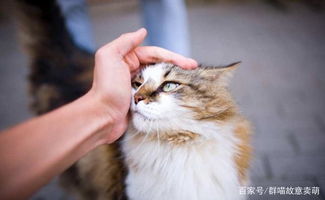 猫咪和人生活久了,会对人产生感情吗