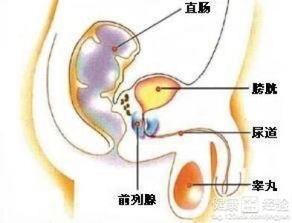 男性龟头瘙痒是怎么回事