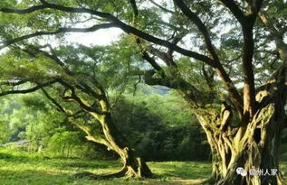 赣州最全榕树大集合 有你熟悉的那一棵吗 