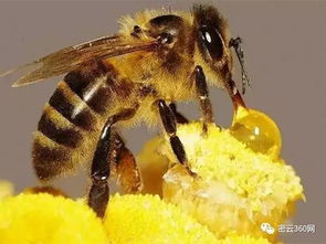 世界蜜蜂日是什么