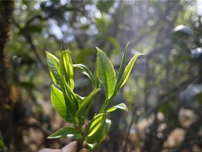 澜沧主要产什么茶  第1张