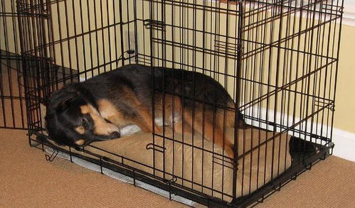 狗狗进行笼内训练的6个步骤,想给狗狗安全感,就让它爱上笼子
