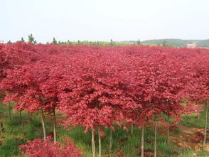 青枫和红枫的区别,青枫与红枫：秋天的两种魅力