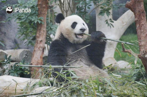 293fd085202a0eec? - 关于大熊猫的资料大全,大熊猫：竹林中的神秘宝藏，地球上的珍稀瑰宝