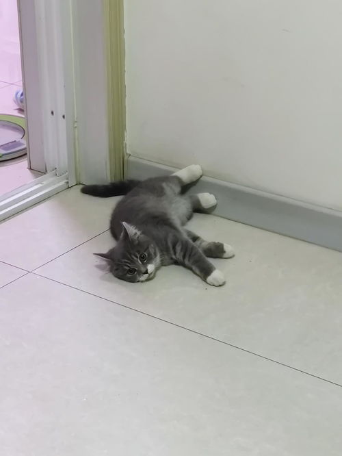 猫猫喜欢钻沙发底下 