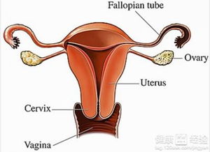 什么原因导致卵巢囊肿