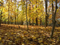 秋季树林枫叶图片下载 