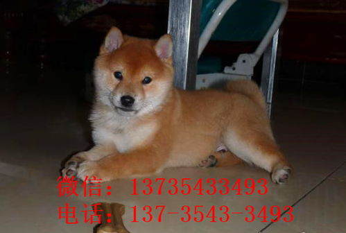 南京犬舍出售纯种柴犬幼犬领养宠物狗哪里有狗市场买狗卖狗