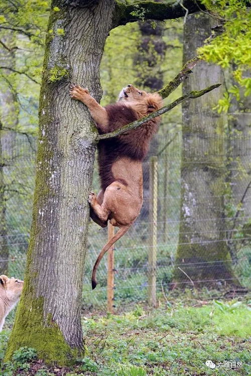 英一动物园将食物藏在树上,一雄狮被迫爬树,却展现矫健爬树动作